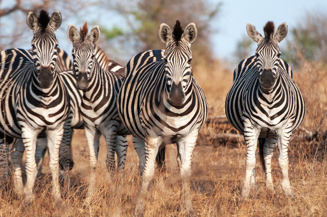 Zebras Standing on Savannah