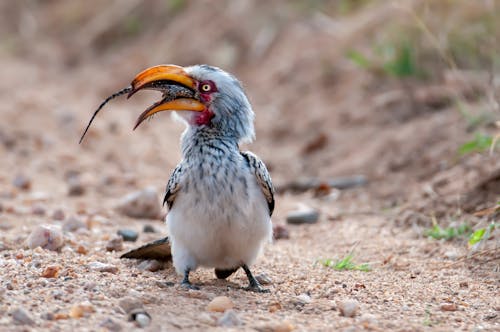 A bird with a beak in its mouth