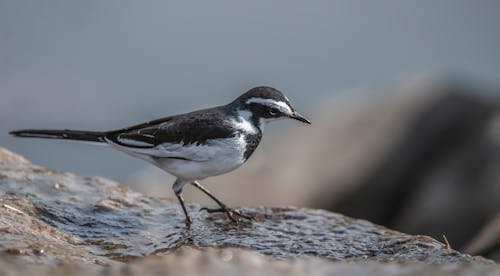 A small bird standing on a rock in the water