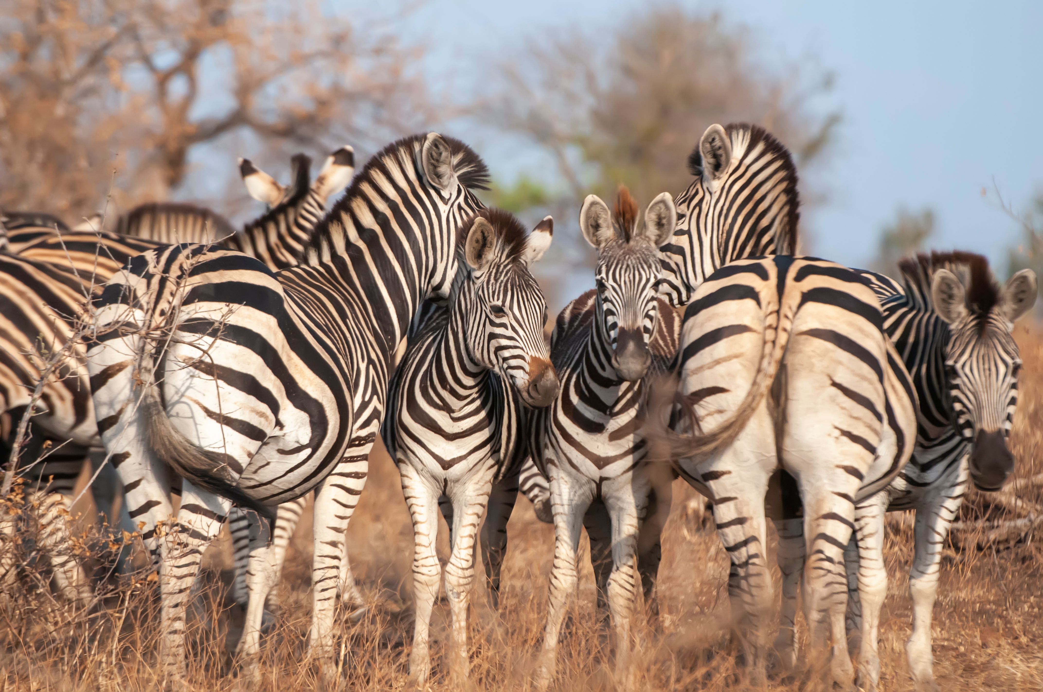 A herd of zebras standing together in a sunlit savanna, showcasing their striking stripes.
