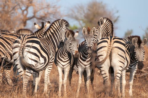 A group of zebras standing in a field