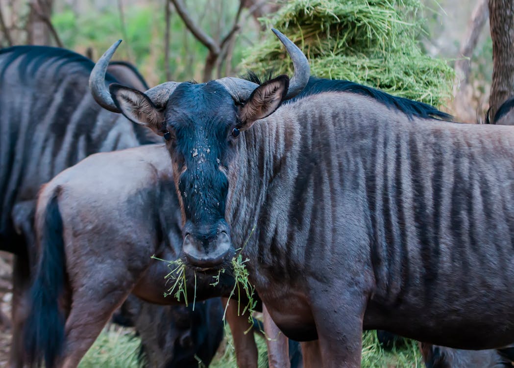 Wildebeest Eating Grass