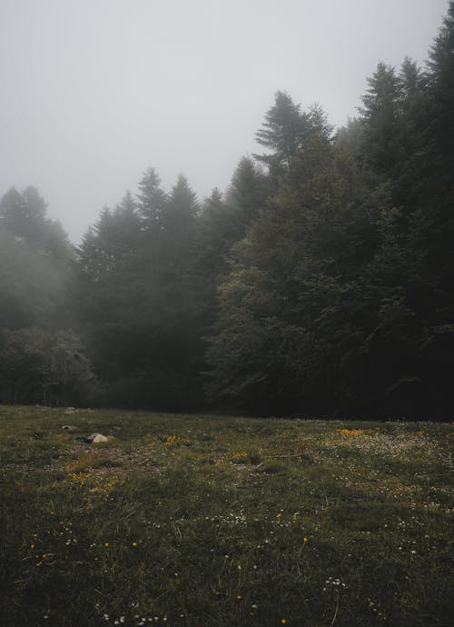 Floral Meadow by Forest on Foggy Day