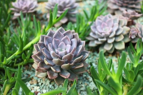 Free Vibrant Echeveria succulents surrounded by green leaves in a garden. Stock Photo