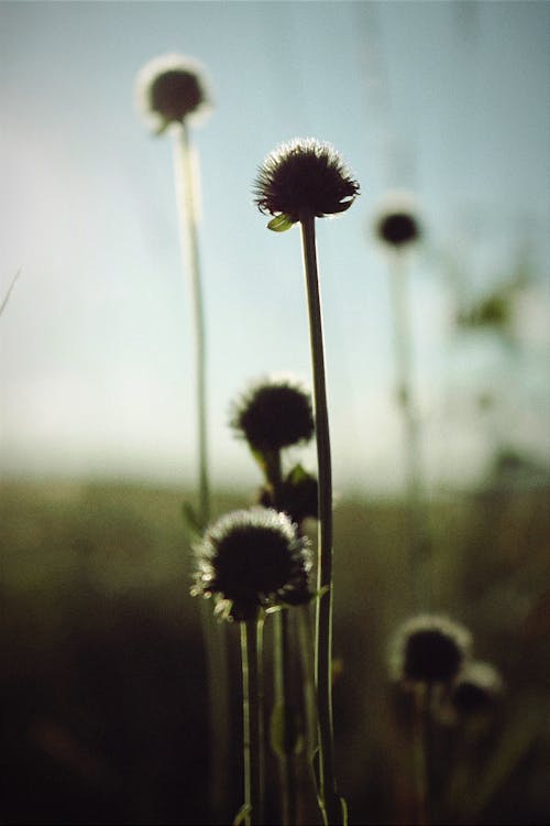 Dandelions on Tall Stems