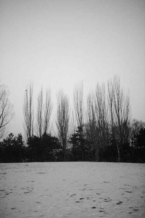 Fotobanka s bezplatnými fotkami na tému čierny a biely, krajina, sneh