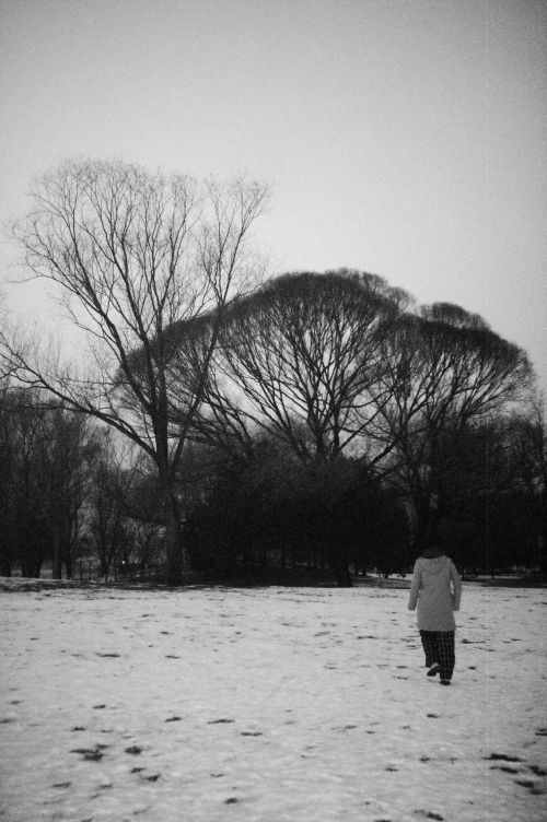 Free Captivating monochrome image of a person walking in a snowy meadow with bare trees. Stock Photo