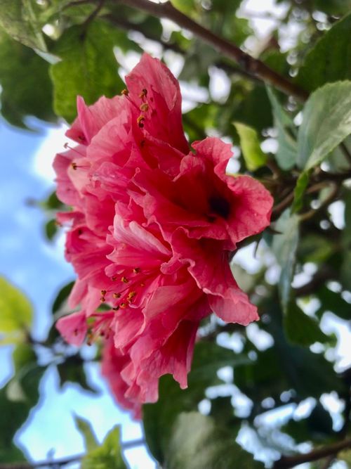 Free flowers  Stock Photo