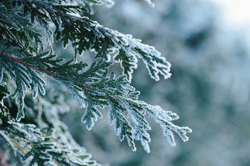 Fotobanka s bezplatnými fotkami na tému chladný, ihličie, ihličnan