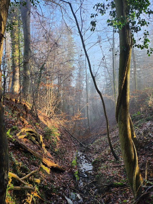 Creek Running through a Forest in the Morning