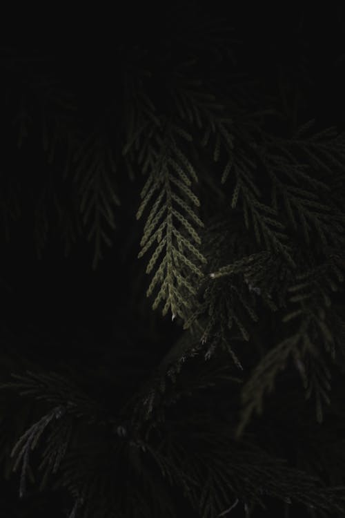 Conifer Needles in Dark