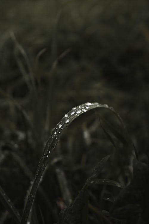 Black and White Photo of Dew Drops Covering a Grass Blade