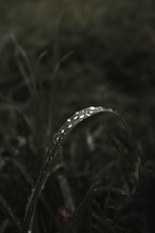 Free Detailed close-up of dew droplets on a grass blade in a dark, moody setting. Stock Photo