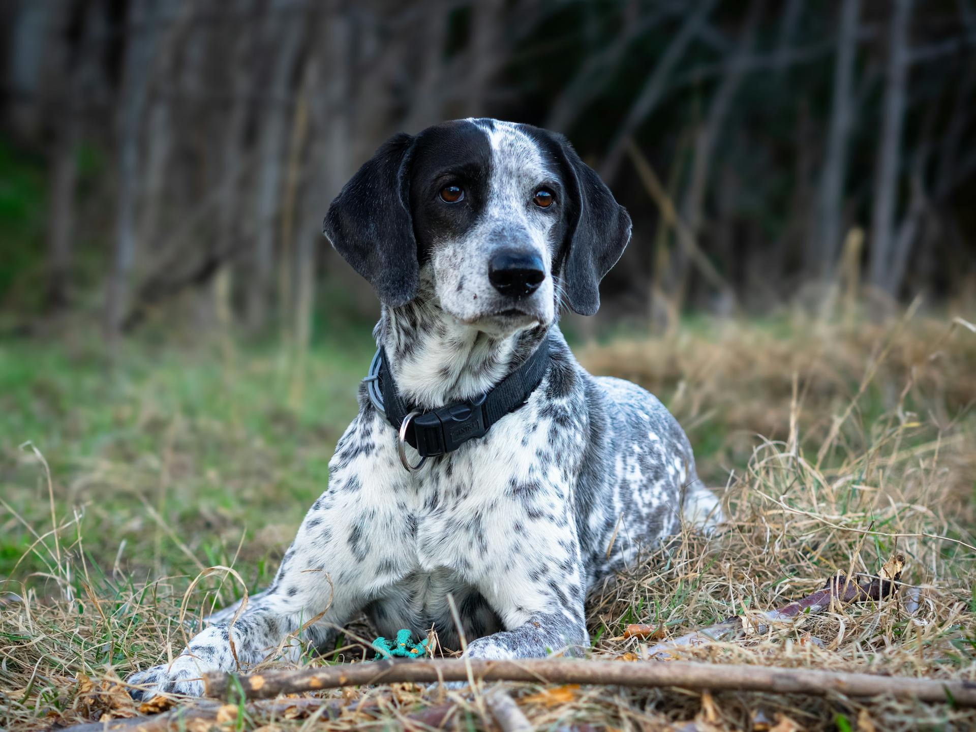 A Pointer Dog Lying on the Grass