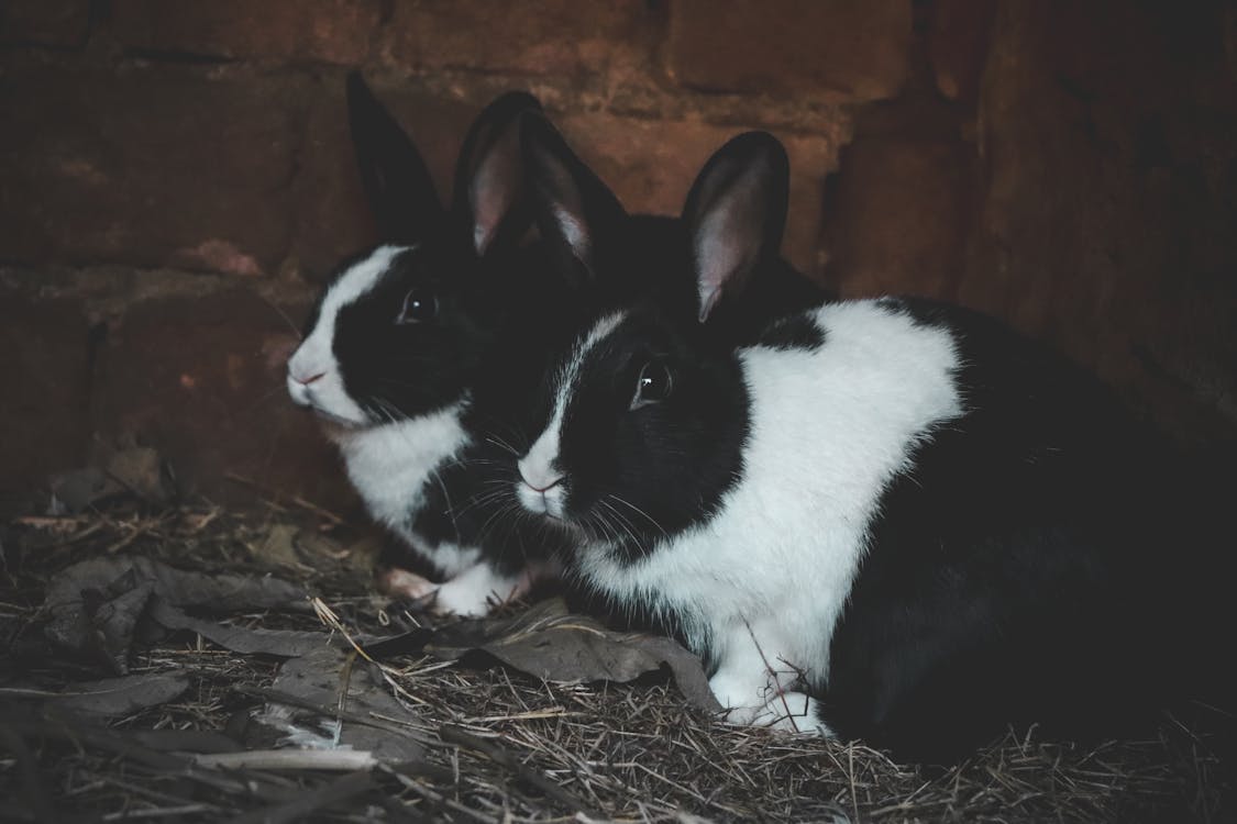 イースター ウサギ おもしろいの無料の写真素材