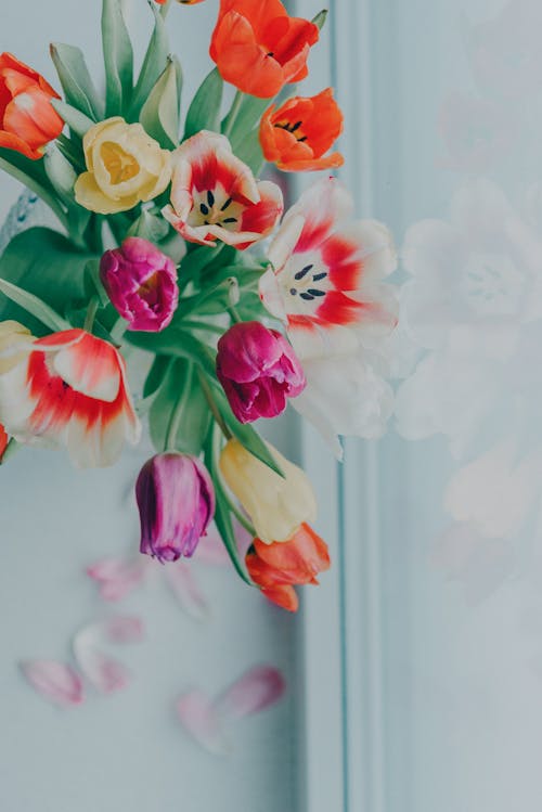 Close-up of a Bunch of Colorful Tulips 