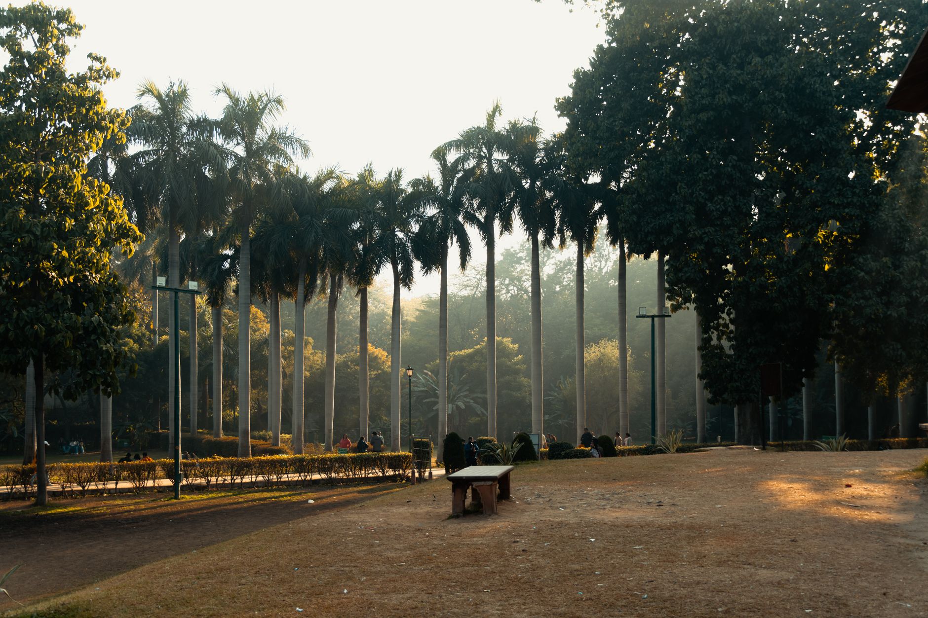 Featured image for the article: Delhi residents wait for tree pruning as approvals slow after court stay