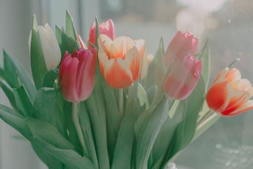 Close-up of a Bunch of Tulips 