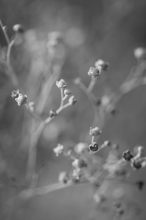 Základová fotografie zdarma na téma černobílý, detailní, makro