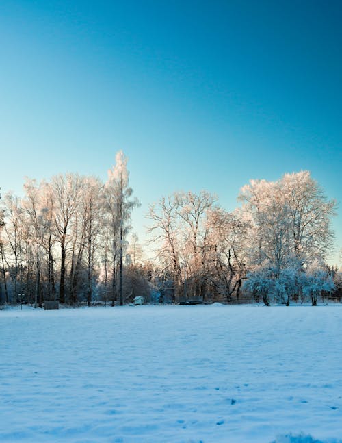 Foto d'estoc gratuïta de arbres, blanc, cel clar
