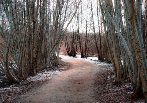 View of a Pathway between Trees in a Park in Winter 