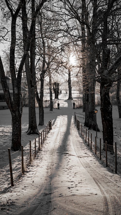 A Snowy Pathway between Trees in Sunlight 