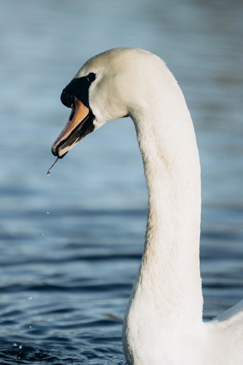 Close-up of a Swan Swimming in a Body of Water 