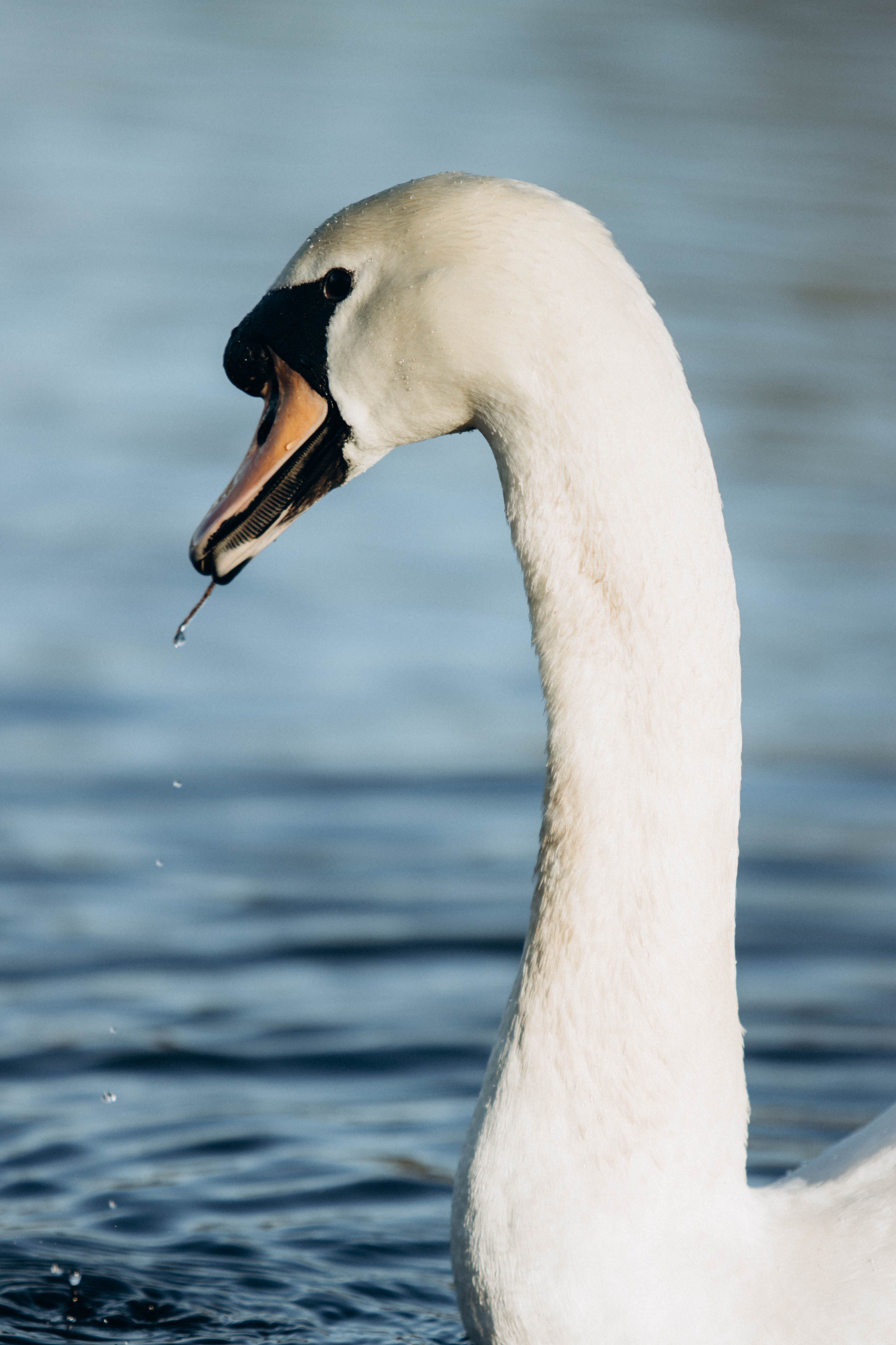 Close-up of a Swan Swimming in a Body of Water · Free Stock Photo