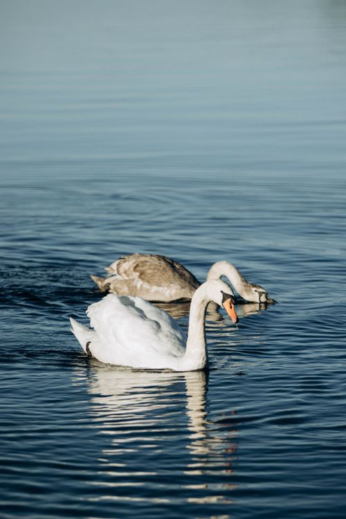Free Peaceful scene of two swans swimming gracefully on a calm lake, perfect for nature and wildlife lovers. Stock Photo
