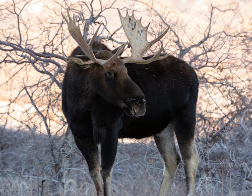 Moose in Nature