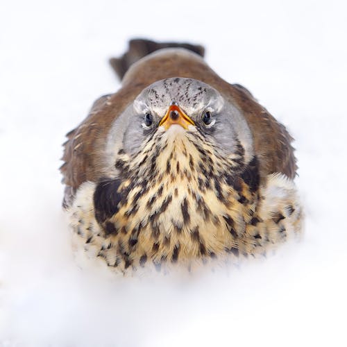 Close-up of a Fieldfare Bird Sitting on Snow 