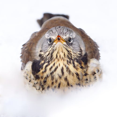 Gratis arkivbilde med dyrefotografering, dyreverdenfotografier, fieldfare