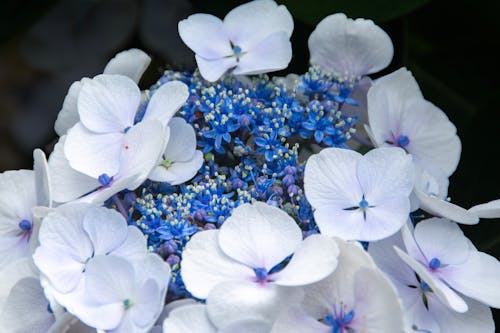 Close-up of a Blue Hydrangea Aspera