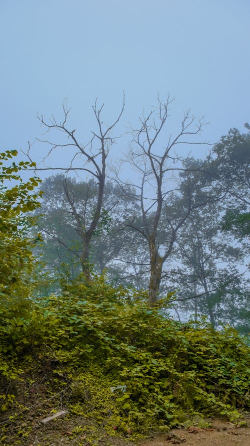 Δωρεάν στοκ φωτογραφιών με γυμνά δέντρα, δέντρα, ομίχλη