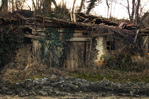 Foto profissional grátis de abandonado, árvores, barraca
