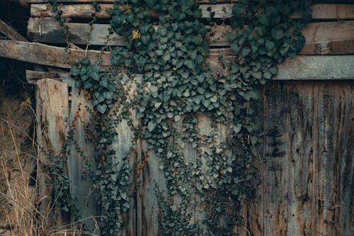 Darmowe zdjęcie z galerii z bluszcz, drewniany, liście