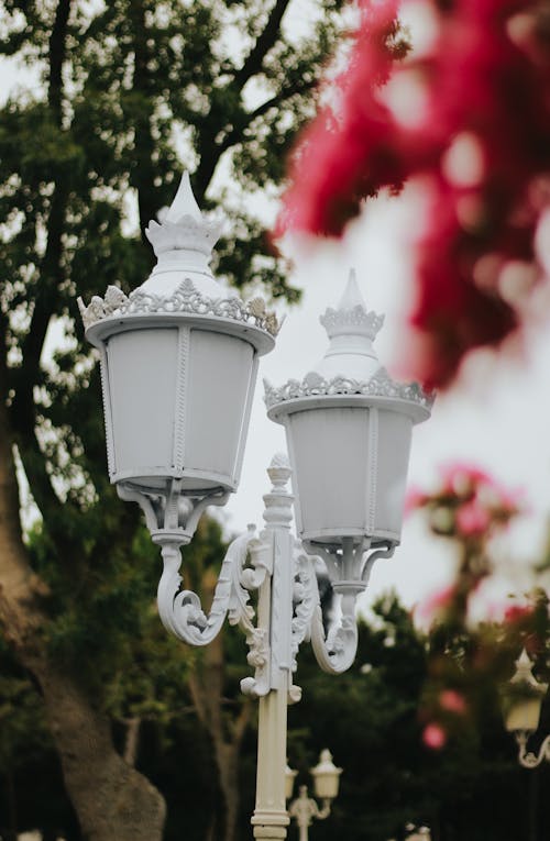 Kostnadsfri bild av blommor, dekoration, lampa