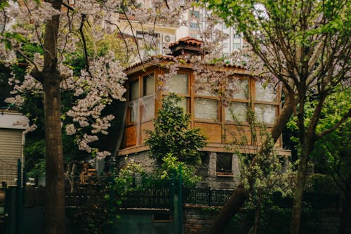 Trees in Blossom in front of a Wooden Building in a City
