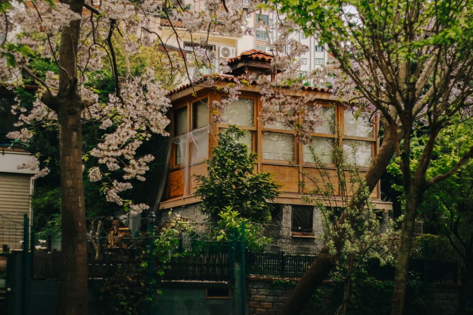 A cozy wooden house surrounded by cherry blossoms in an urban setting.