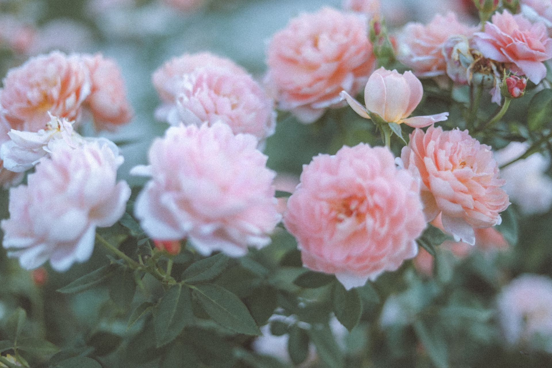 A close-up of delicate pink peonies in full bloom, showcasing their natural beauty in a garden setting.
