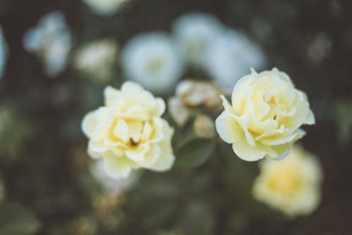 White Roses Flowers