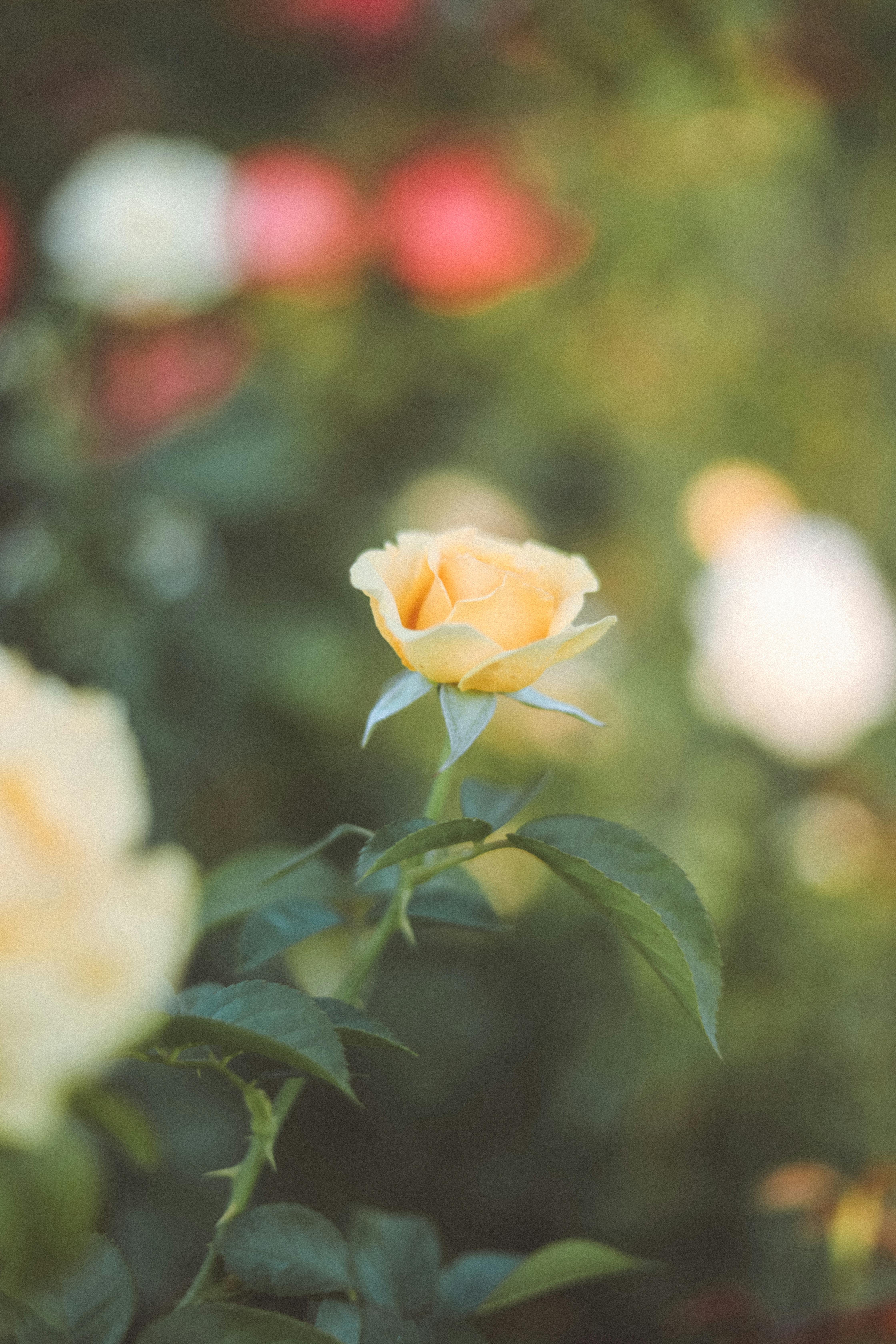 A delicate yellow rose in a lush garden setting, captured with a soft focus, evoking a peaceful and romantic mood.