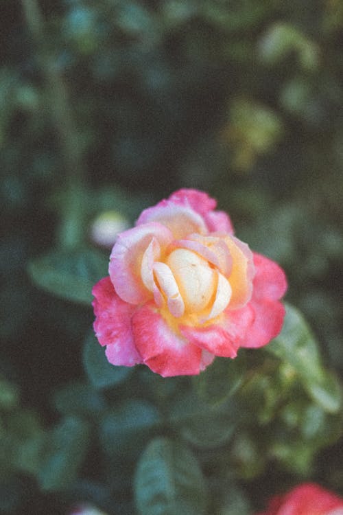 Pink Flower in Nature