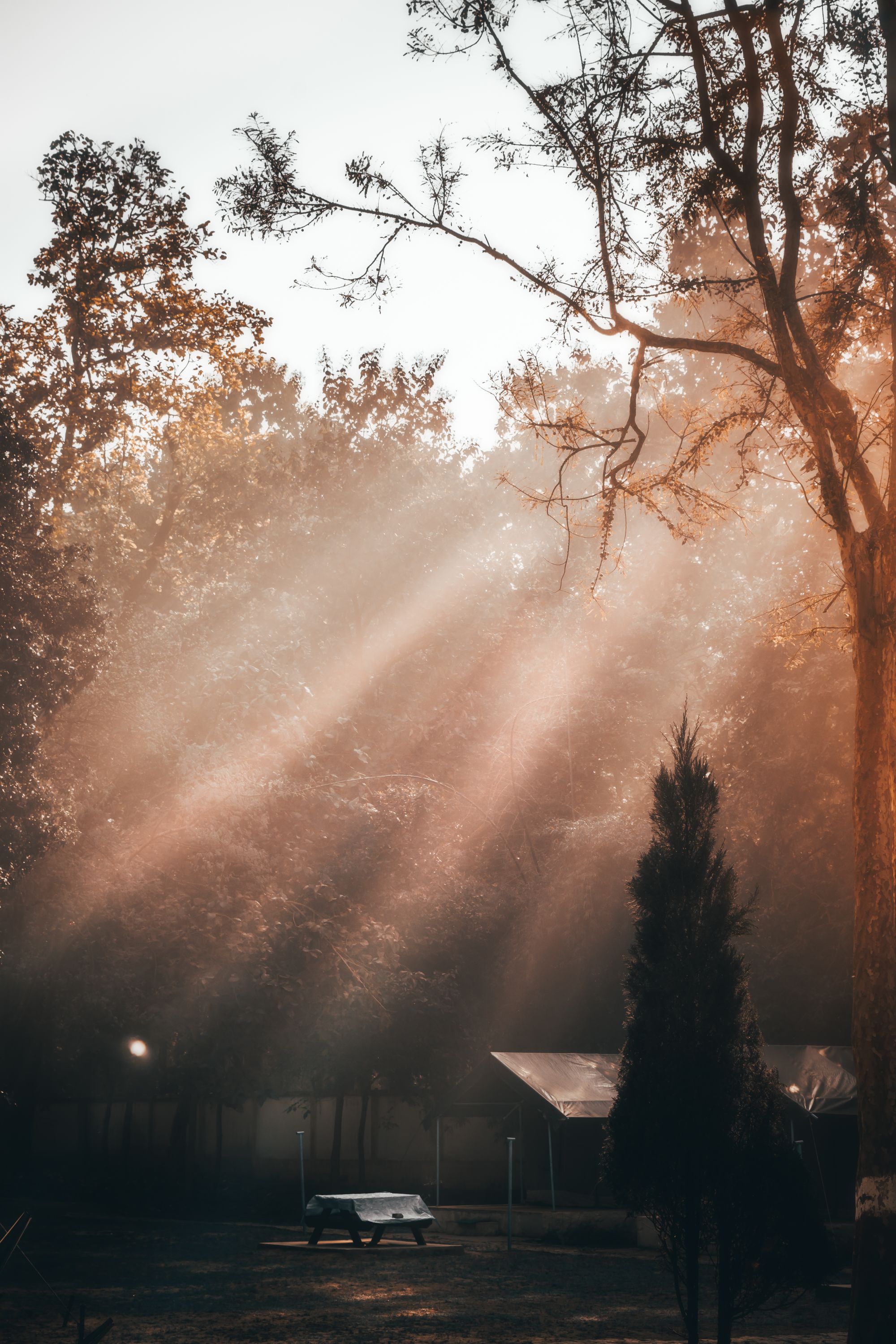 Sonnenlicht fällt durch einen Wald