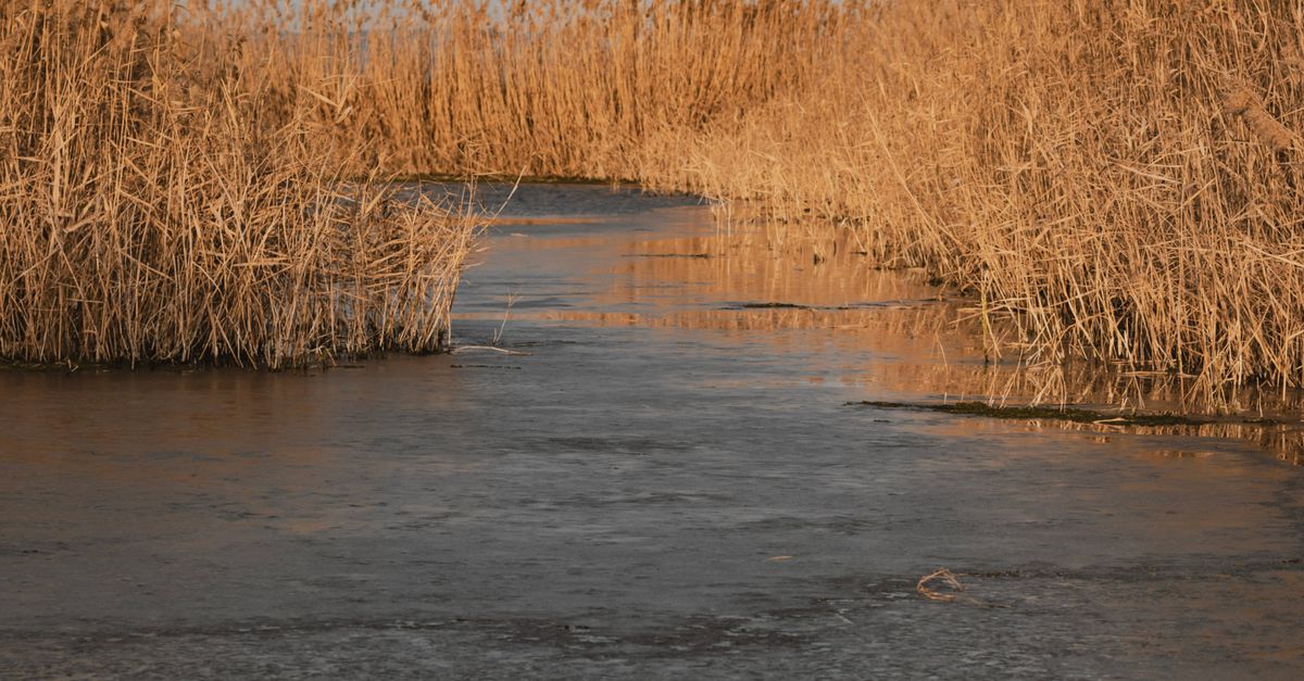 Sw River Reed Dry Reed Growing on the Sides of a River · Free Stock Photo
