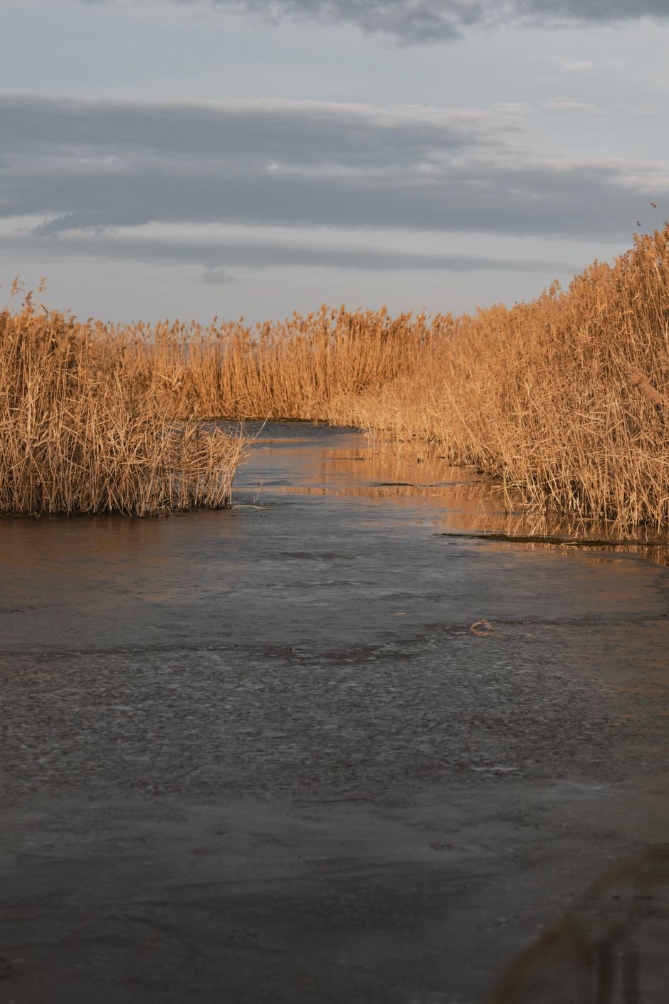 Golden reeds along a marsh channel by Emrecan Dora on Pexels
