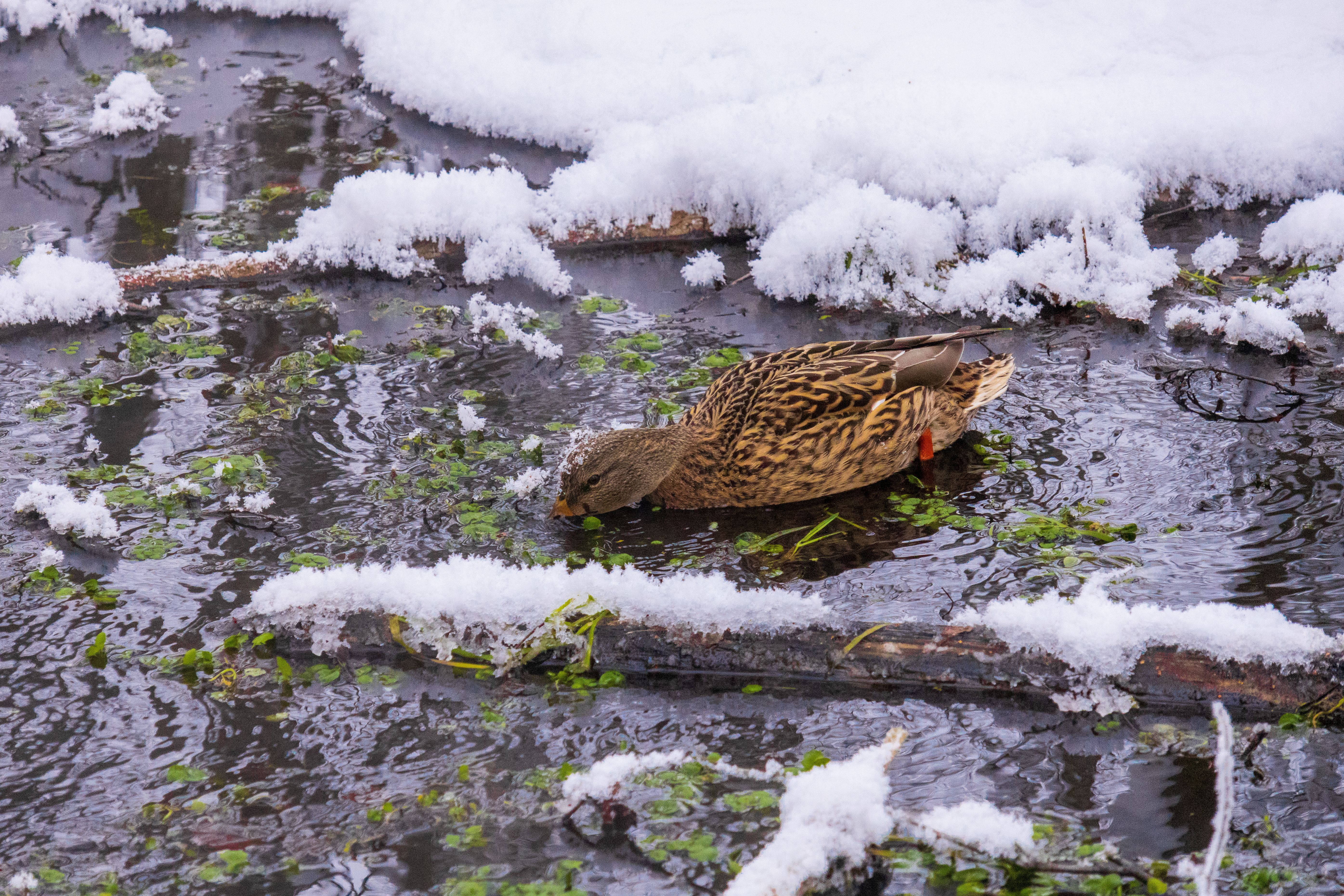 I am not cold · Free Stock Photo