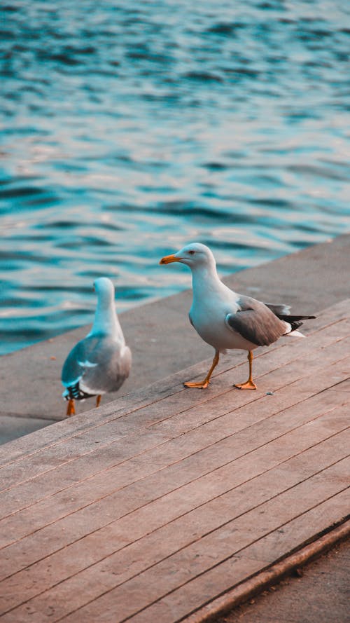 Two seagulls standing on a wooden dock near the water