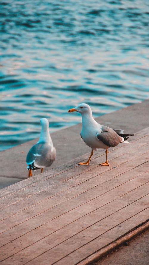 Fotobanka s bezplatnými fotkami na tému 2020 tapety, analógové fotografie, atlantický puffin