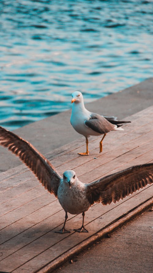 Seagulls on the pier